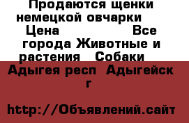 Продаются щенки немецкой овчарки!!! › Цена ­ 6000-8000 - Все города Животные и растения » Собаки   . Адыгея респ.,Адыгейск г.